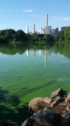 The Lake at Central Park with Manhattan skyline and a Harmful Algae Bloom, or HAB, in the foreground Photo: NYS Dept. of Environmental Conservation