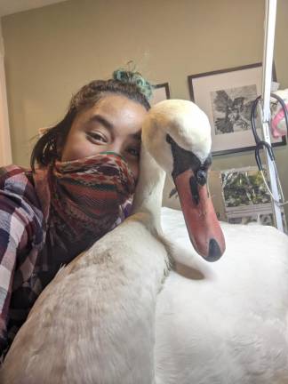 Ariel Cordova-Rojas with the mute swan at the Wild Bird Fund on the Upper West Side. Photo: Ariel Cordova-Rojas, via Wild Bird Fund on Twitter