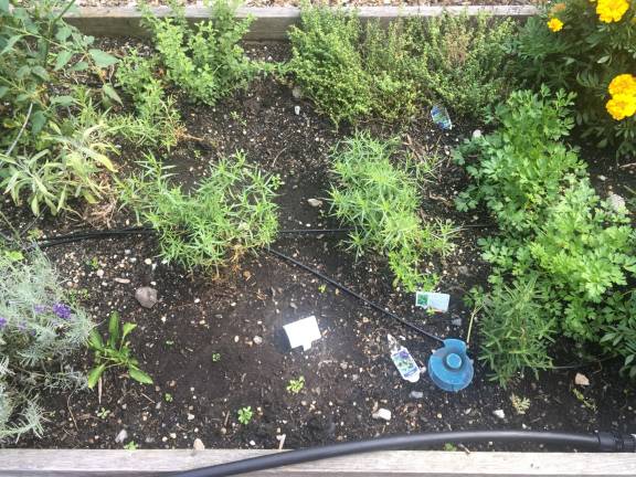 Oregano, thyme, parsley and catnip are among the herbs grown at the Riverside Valley Community Garden in West Harlem. Photo: Richard Khavkine