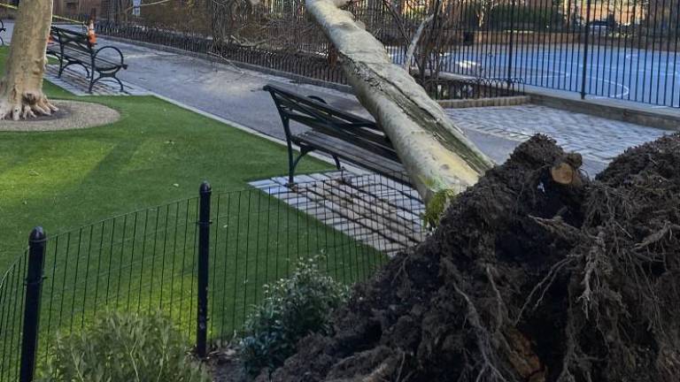 A tree that had stood since Stuyvesant Town opened over 75 years ago came tumbling down in Peter Cooper Village adjacent to an empty basketball court on March 23. Photo: Tim McCann