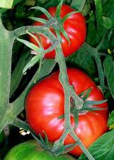 Tomatoes reached Europe from the New World in the 16th Century and became staples of Spanish and Italian cuisine. Today researchers say they are nutrition stars, packed with vitamins and anti-oxidants.