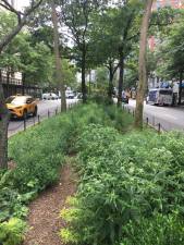 Newly renovated 73rd Street Mall as part of the Broadway Mall Association’s Great Green Way Initiative