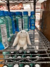 Random mini stuffed bunny on a grocery store shelf.
