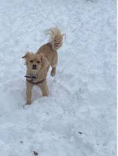 Even if lower grades of school kids were still expected to do remote learning, it was a pure snow day for this happy pooch in Carl Surz Park on the upper East side.
