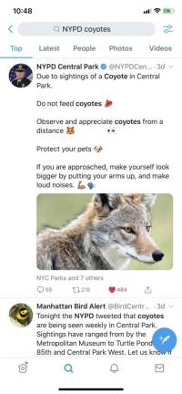 Screenshot of NYPD Central Park's Twitter advice about coyote encounters.
