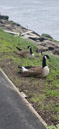 People are not alone in their new found found enjoyment as thrse Canadaian geese, who have taken up residence the reopened Chery Walk in Riverside Park, can attest.