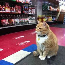 A big, fat bodega cat, on duty. Photo: Matt MacGillivray, via Flickr