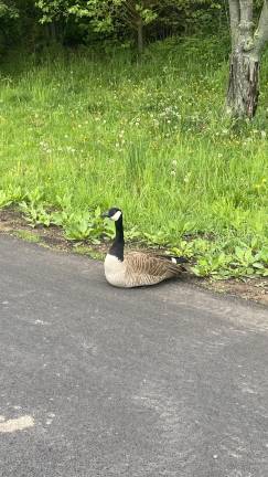 Another Canada geese that it almost on the road of Cherry Walk