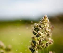 The length of the season when pollen and mold spores will afflict sufferers of seasonal allergies has lengthened by more than 90 percent since 1970. Warmer climates produce longer growing seasons.