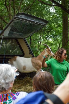 Goats arrived at Riverside Park for the second-ever “Running of the Goats” on the morning of July 14. Photo: Abigail Gruskin