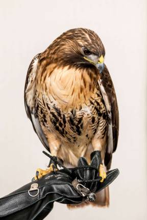 A red-tailed hawk from Tenafly Nature Center was among the attendees at the Wild Bird Fund's annual &quot;flocktail party&quot; fundraiser. Photo: Nancy Adler Photography