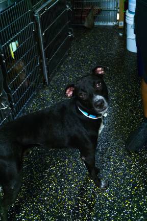 Huey is one of the dogs sent by a private donor from Humacao, Puerto Rico. Photo: Sophie Herbut