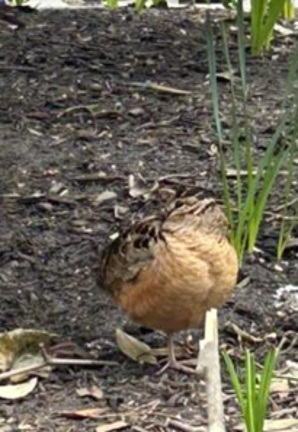 The American Woodcock in Bryant Park has created a birding frenzy on social media.