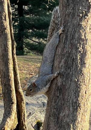 Park squirrels often sploot at the base of trees to keep themselves protected from predators such as hawks or overenthusiastic dogs. Photo: Stuart Bowler