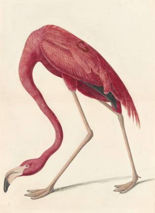 John James Audubon, American Flamingo (Phoenicopterus ruber), 1838. New-York Historical Society.