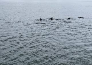 A pod of dolphins swims through New York Harbor. Photo: New York Marine Rescue Center