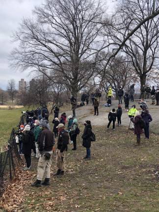 Owl-watchers in Central Park. Photo: Val Castronovo