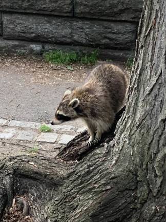 In Riverside Park. Photo: Kay Bontempo