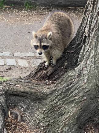 Raccoon in Riverside Park. Photo: Kay Bontempo