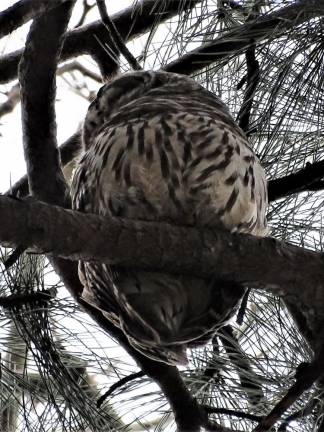 A Barred Owl just north of the Delacorte Theater in Central Park on Nov. 28. Photo: Pam Chasek on Twitter