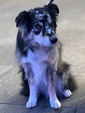 Willie, a 7-year-old Australian Shepherd, is the Master Obedience Champion at the Westminster Kennel Club Dog Show on Feb. 17.