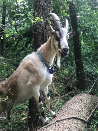 Skittles. Photo courtesy of Riverside Park Conservancy
