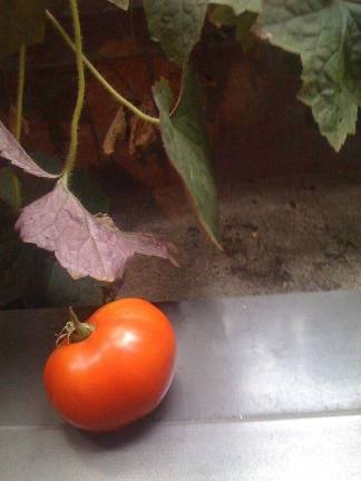 The elegant tomato thrives in humidity and heat. Photo by Mia Kravitz