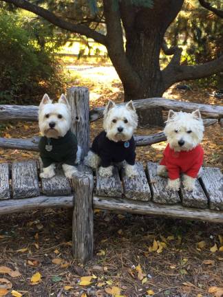 Harry, Lizzy and Fitz rest on a bench near the Arthur Ross Pinetum. Courtesy of the the Central Park Conservancy