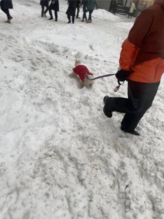 A small dog navigates the snowy streets of NYC.