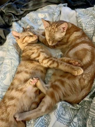 Mac and Cheese, bonded 8-month-old brothers. Photo: Anjellicle Cats Rescue