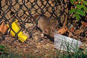 Rats have overrun the Broadway Mall at 96th Street, threatening new plantings and prompting urgent action from local officials and community groups.