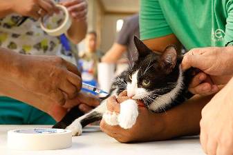Pet insurance can help lower costs of vets. And a bill making its way through Congress would allow pet health care to be paid for by a human owner’s tax advantaged Health Savings Account.