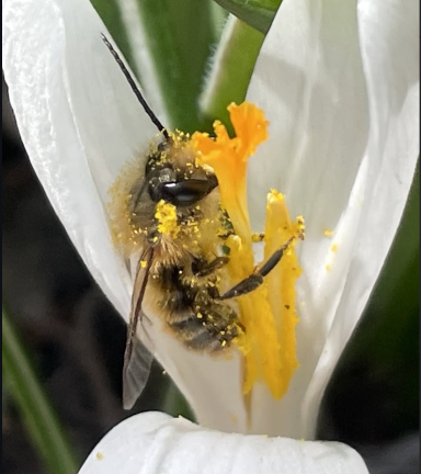 Flowers planted along the Broadway malls have helped attract birds, bees and other pollinators.