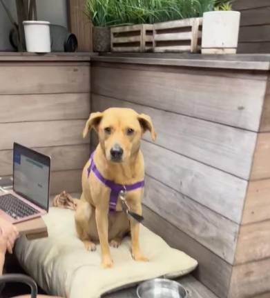 Not a lap dog, a laptop dog at The Wilson.