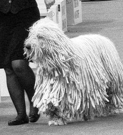 A Hungarian Komondor, a sheepdog also known as the “mop dog” because of its long corded coat, struts his stuff at the Westminster Kennel Club Dog Show at Madison Square Garden.