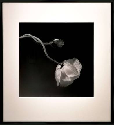 Robert Mapplethorpe, “Poppy,” 1988, Gelatin silver print, Solomon R. Guggenheim Museum, New York, Gift, The Robert Mapplethorpe Foundation © Robert Mapplethorpe Foundation. Used by permission. Photo: Adel Gorgy
