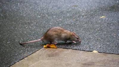 New York City been battling with rats who create networks of burrows and then emerge to feast on trash. Carbon monoxide pumps are puts rats on E. 86th St. on the run and now council member Julie Menin wants to expand the successful program to other trouble spots.