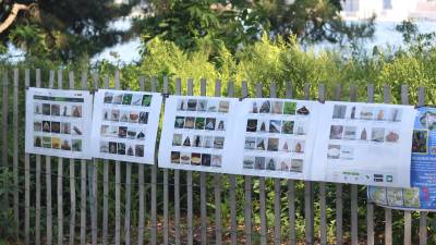 Local moths are displayed along the South Cove garden’s fence for National Moth Week celebrations.