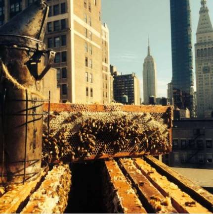 A rooftop beehive. Photo courtesy of AndrewsHoney.com