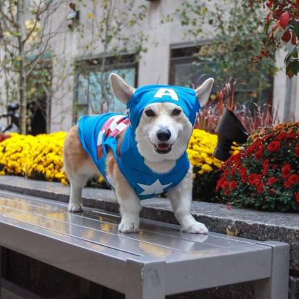 Wally the corgi, via Facebook