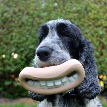 the dental health of your pet pets