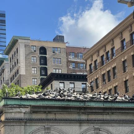 Pigeons roosting on the empty building that faces the West 96th Street plaza.