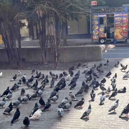 Pigeons congregating at West 96th Street, presumably waiting to be fed.