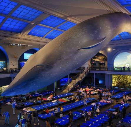 American Museum of Natural History Night at the Museum.