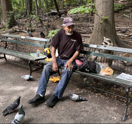 A raccoon tugs at a bench to get Israel Ortiz’s attention as it waits for a croissant.
