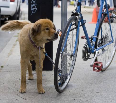 separation anxiety in your pet Pets