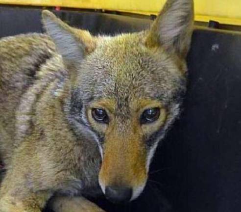 The coyote tranquilized and caught downtown by police in late April. Photo: New York Police Department