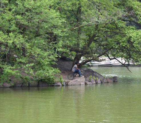 What’s Happening in Central Park