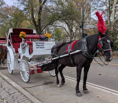 The union representing NYC carriage workers has sued a prominent advocacy group pushing to ban the practice, NYCLASS. This horse is waiting for its next passengers, Nov. 11, 2025.