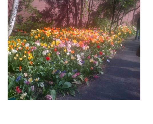 tulips coming to west side garden